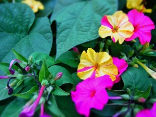 夏の夜長にオシロイバナの香り みんなの嗅覚