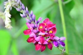 葛の花の香りはブドウの香り みんなの嗅覚