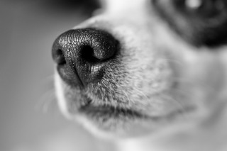 jack-russel-3985228_1920